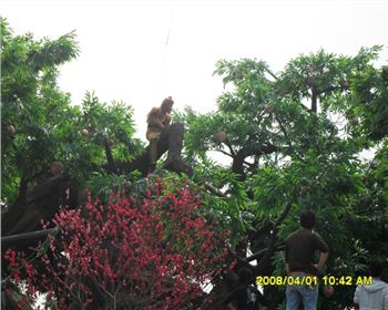  成都仿真假樹帶領(lǐng)仿真植物頗受客戶青睞